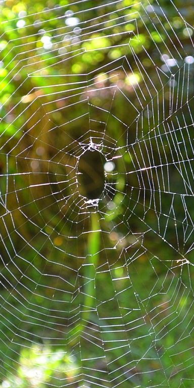 Phone wallpaper: Nature, Blur, Bokeh, Photography, Spider Web free download