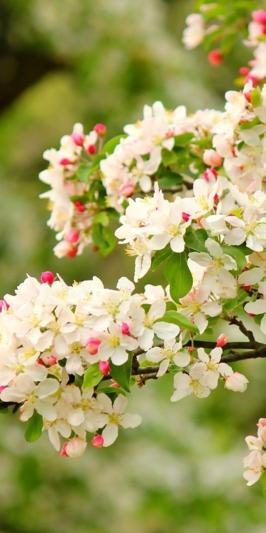 Beautiful White Flower Mobile Wallpaper for Nature Lovers