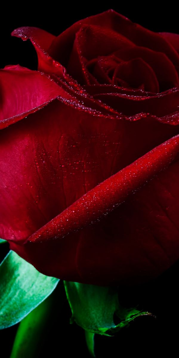 Phone wallpaper: Surreal, Flowers, Rose, Earth free download