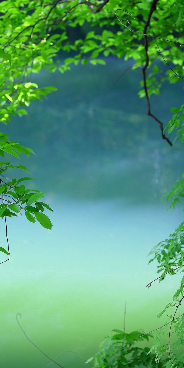 Tranquil Tree by the Water: A Perfect Summer Wallpaper