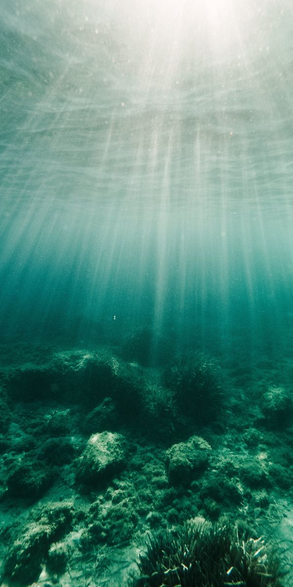 Underwater Rays Illuminating Seaweed and Algae
