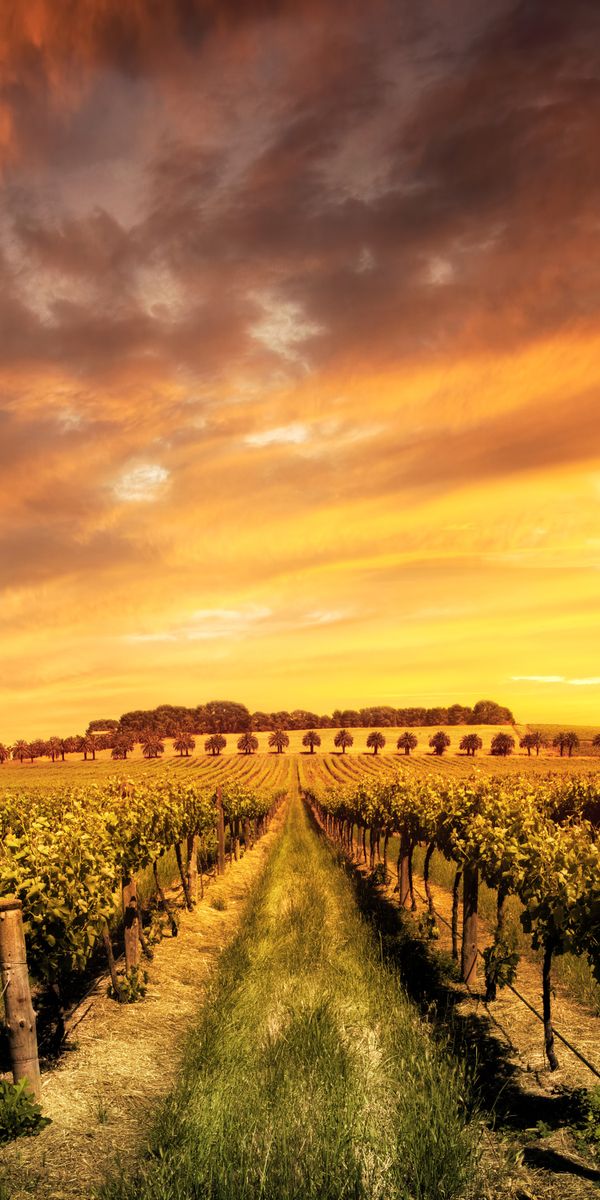 Phone wallpaper: Landscape, Nature, Sunset, Cloud, Vineyard, Man Made free download