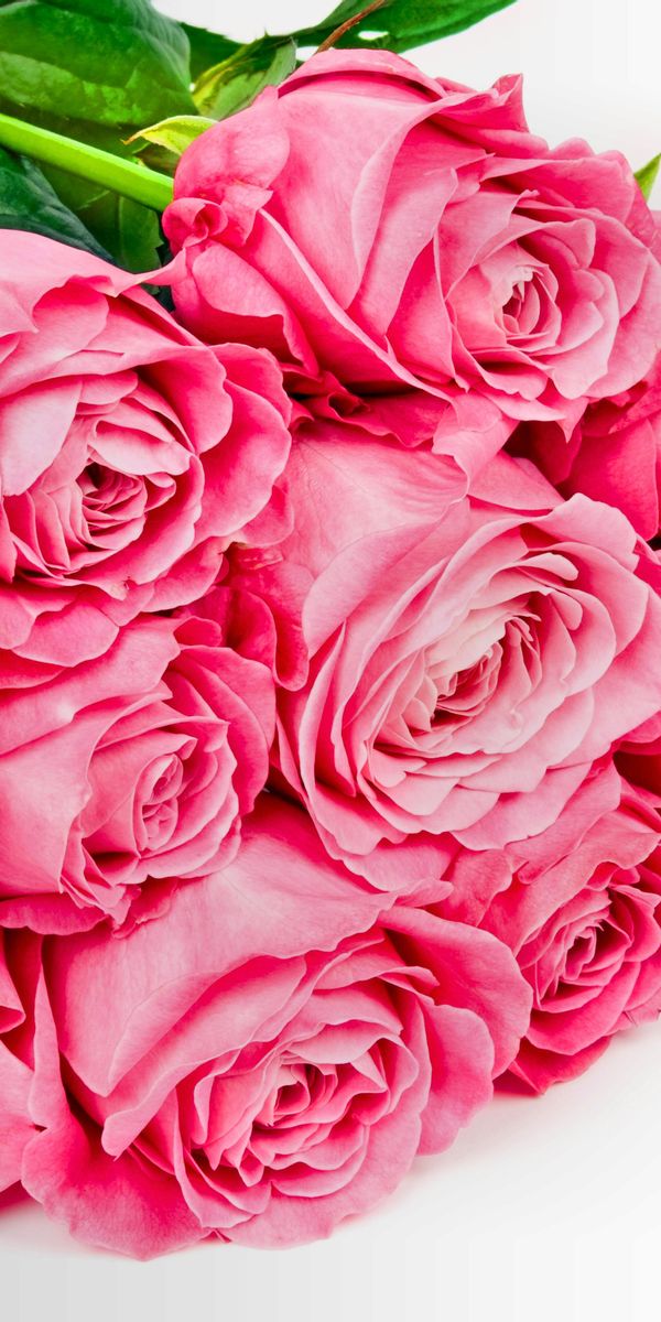 Beautiful 4K phone wallpaper featuring pink roses and lush green leaves