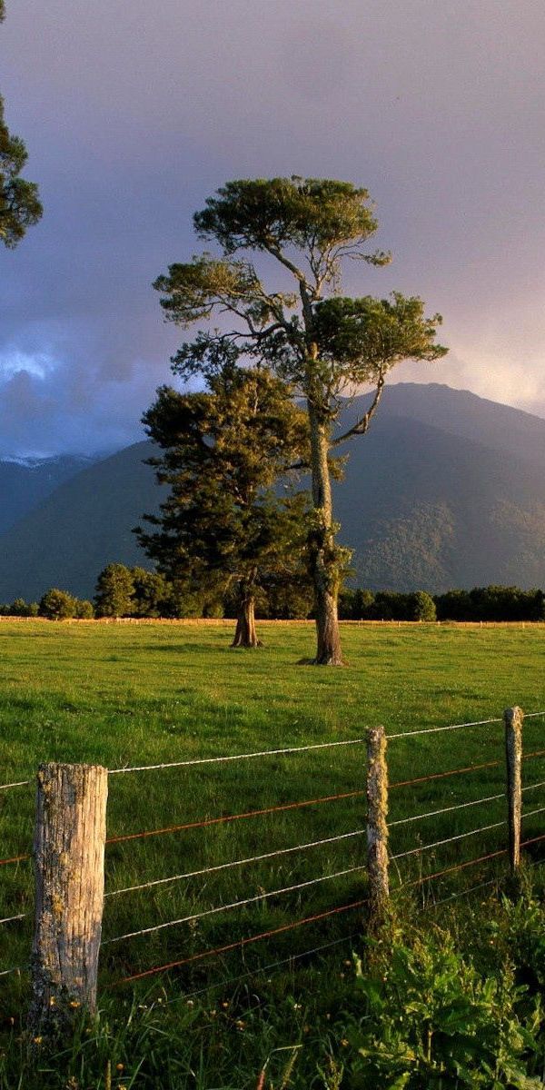 Phone wallpaper: Reserve, Wire, Trees, Enclosure, Fencing, Mountains, Nature free download