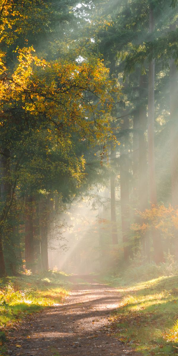 Phone wallpaper: Trees, Path, Nature, Forest, Light, Shine free download