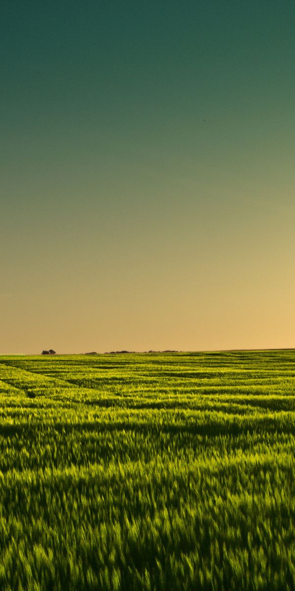 Phone wallpaper: Barley, Minnesota, Field, Earth, Sunset free download