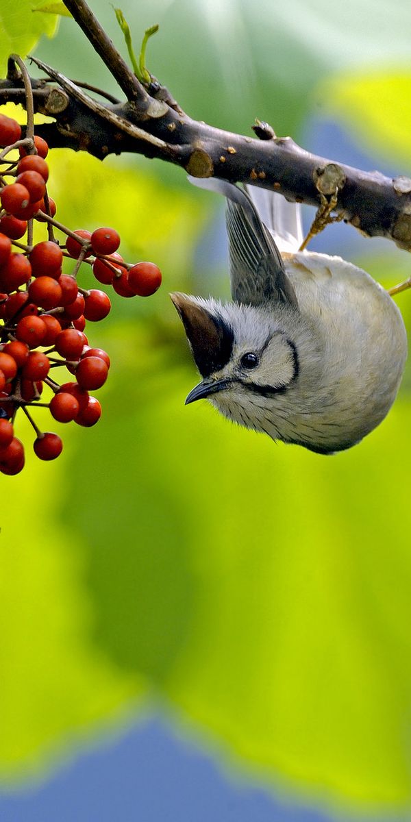 Phone wallpaper: Birds, Bird, Blur, Branch, Berry, Animal free download