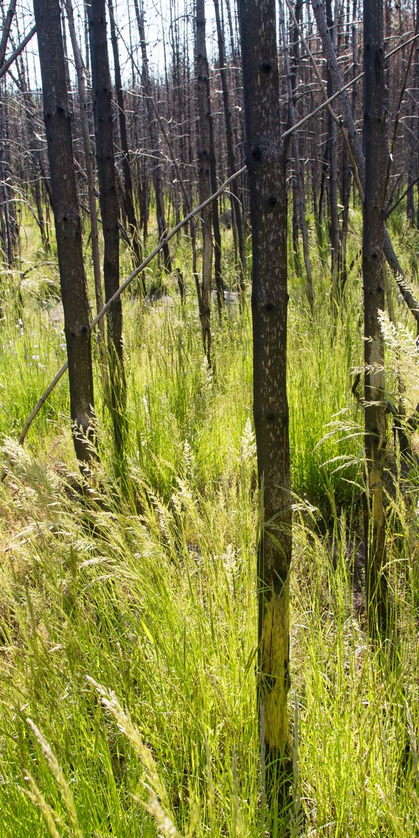 Phone wallpaper: Grass, Forest, Ear, Nature, Trees free download