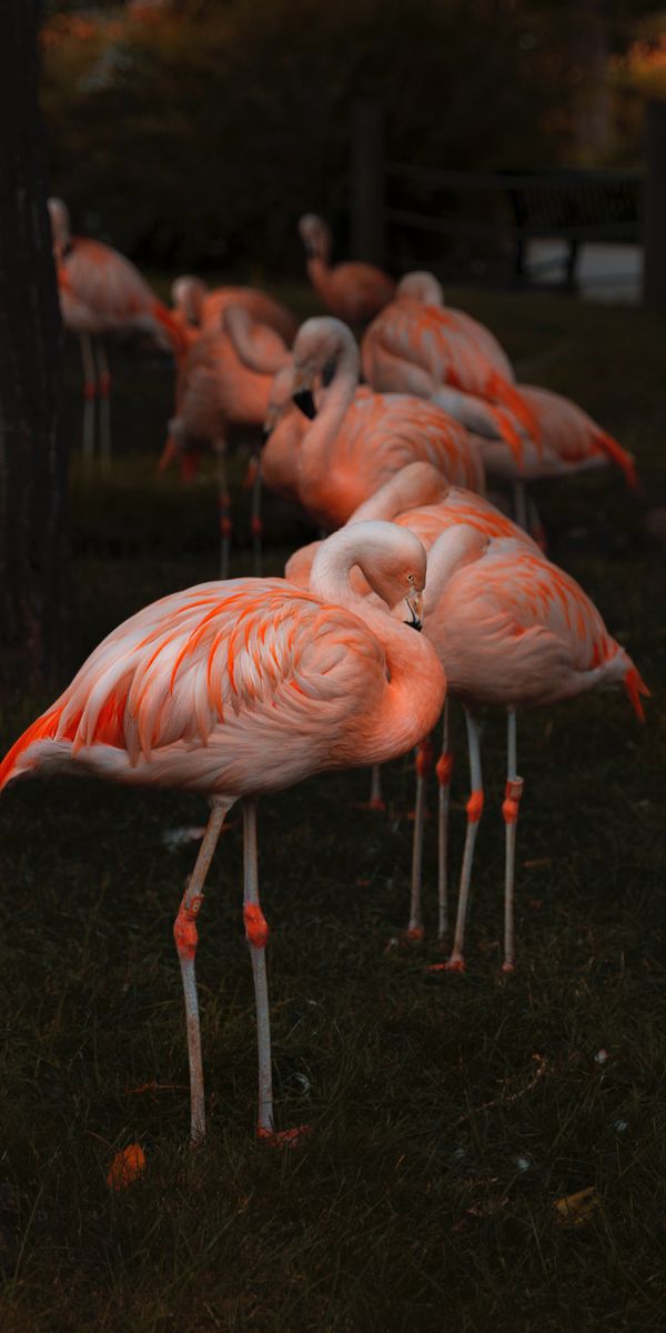 Beautiful flamingo phone wallpaper featuring soft colors and smooth textures