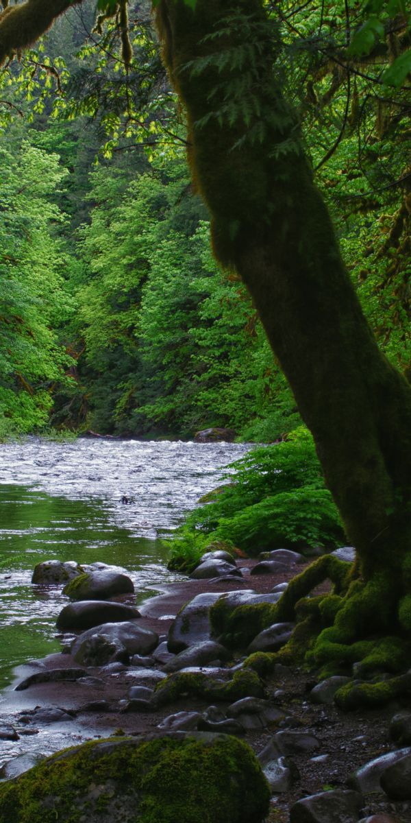 Phone wallpaper: Trees, Nature, Forest, Moss, Rivers, Stones free download
