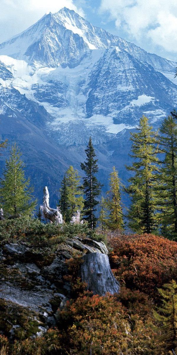 Breathtaking Swiss Mountain Landscape with Forests