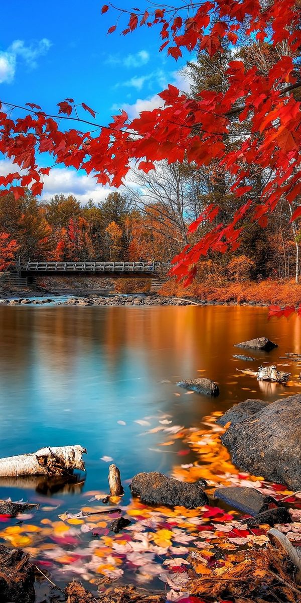 Autumn Serenity at the Lake with Red Leaves