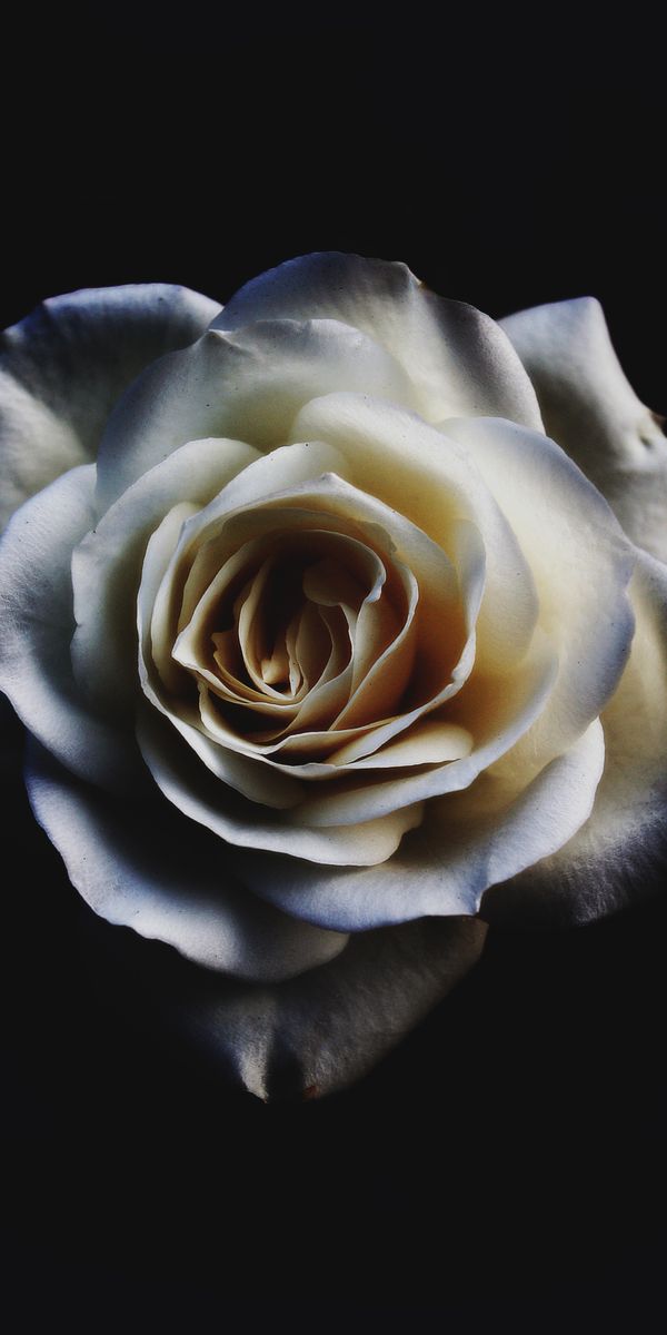 Elegant White Rose on Black Background Mobile Wallpaper