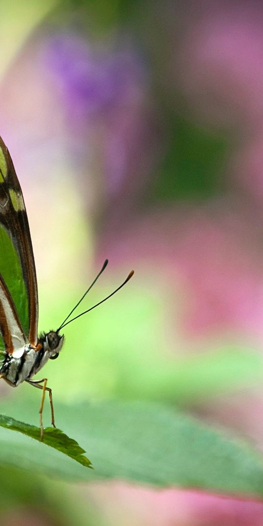 Phone wallpaper: Blur, Insect, Butterfly, Animal, Depth Of Field free download