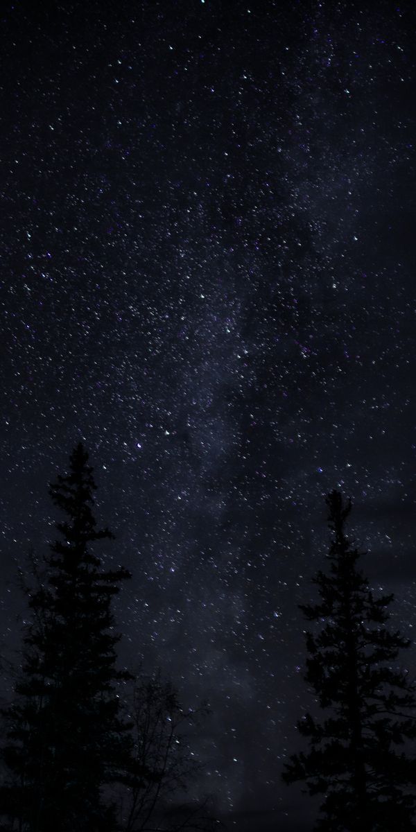 Captivating 4K Phone Wallpaper: Starry Night Sky with Silhouetted Trees