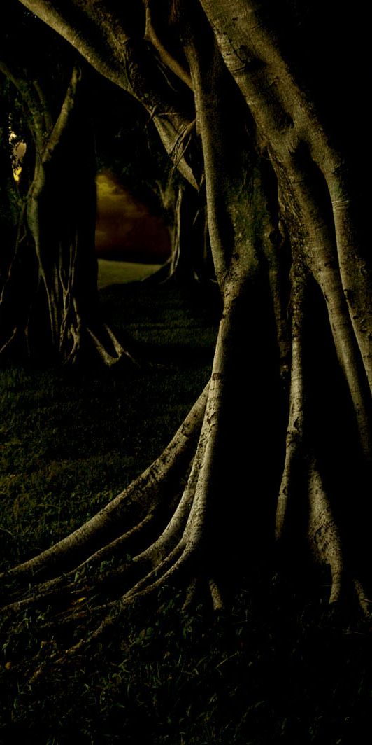 Enchanting 4K Phone Wallpaper of Trees at Sunset - Nature's Beauty