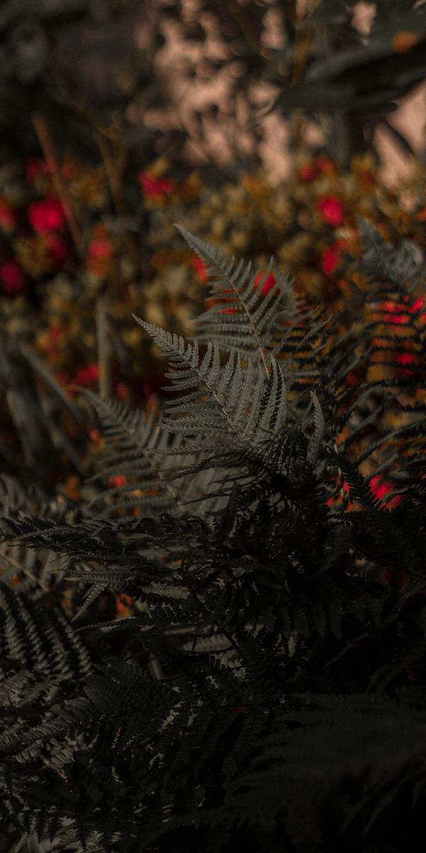 Beautiful Fern and Nature Mobile Wallpaper