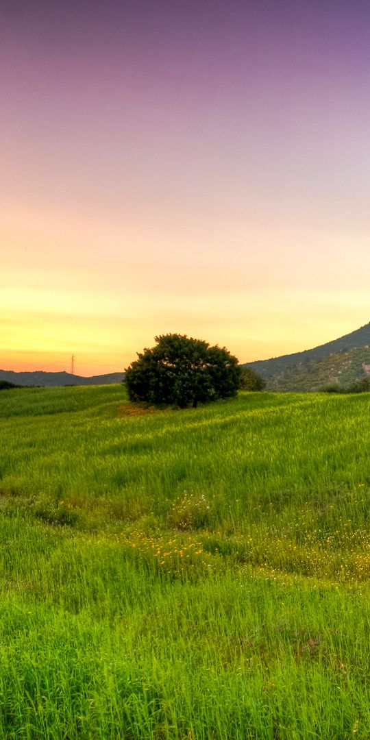 Phone wallpaper: Tree, Earth, Landscape free download
