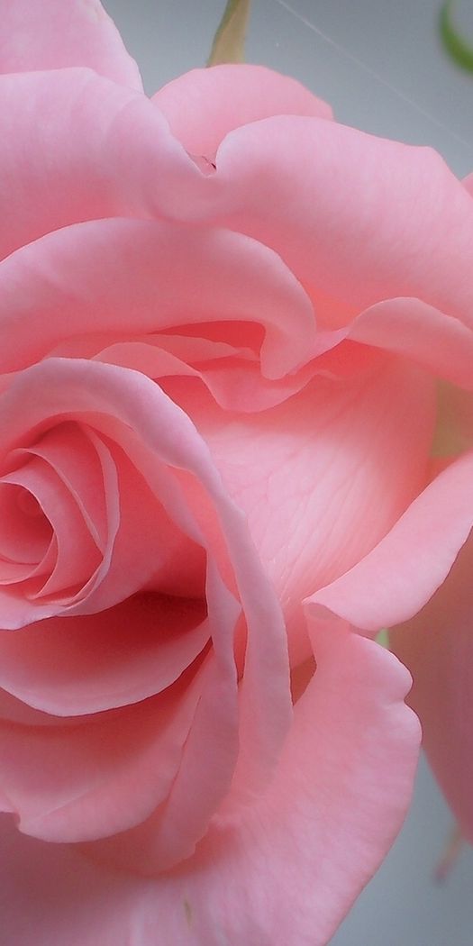 Elegant Pink Rose Mobile Wallpaper