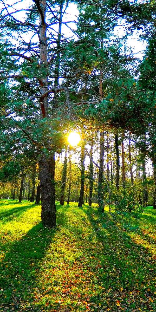 Breathtaking Nature Scene with Sunlight Filtering Through Trees