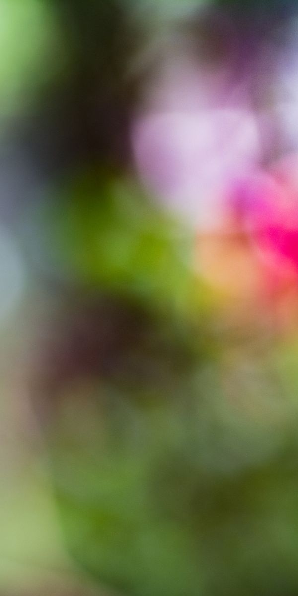 Phone wallpaper: Lorikeet, Loriket, Animals, Bird, Motley, Multicolored, Bright, Parrots free downlo