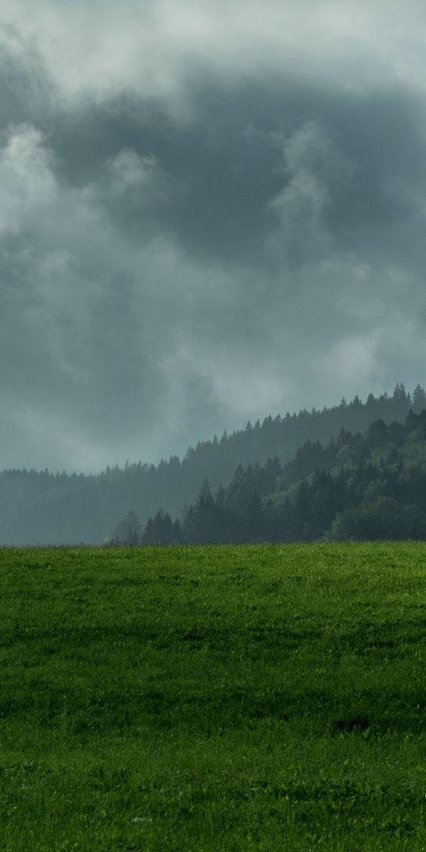 Serene Mountain Landscape with Fog and Lush Green Lawn