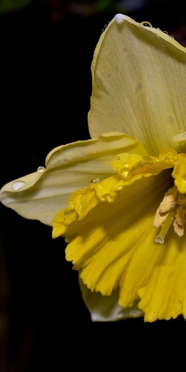 Phone wallpaper: Daffodil, Water Drop, Flowers, Flower, Earth free download