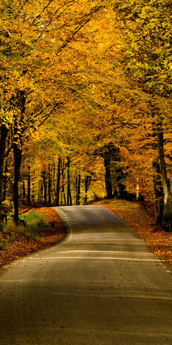 Serene Autumn Alley: A 4K Mobile Wallpaper of Nature's Beauty