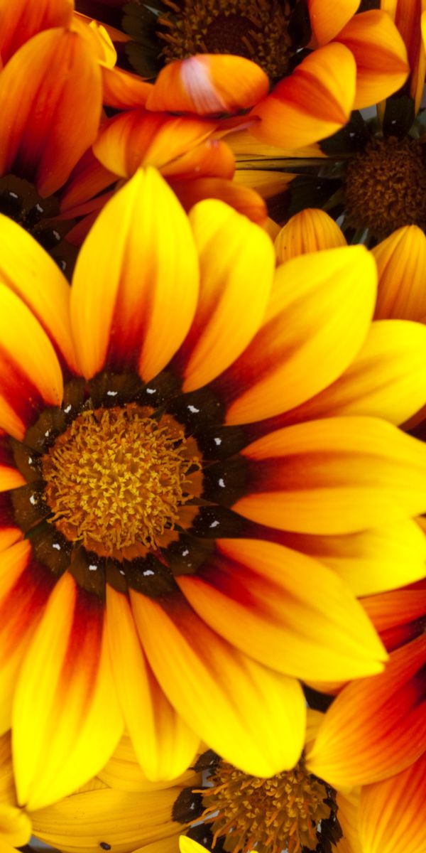 Phone wallpaper: Flowers, Flower, Earth, Yellow Flower, Gazania free download