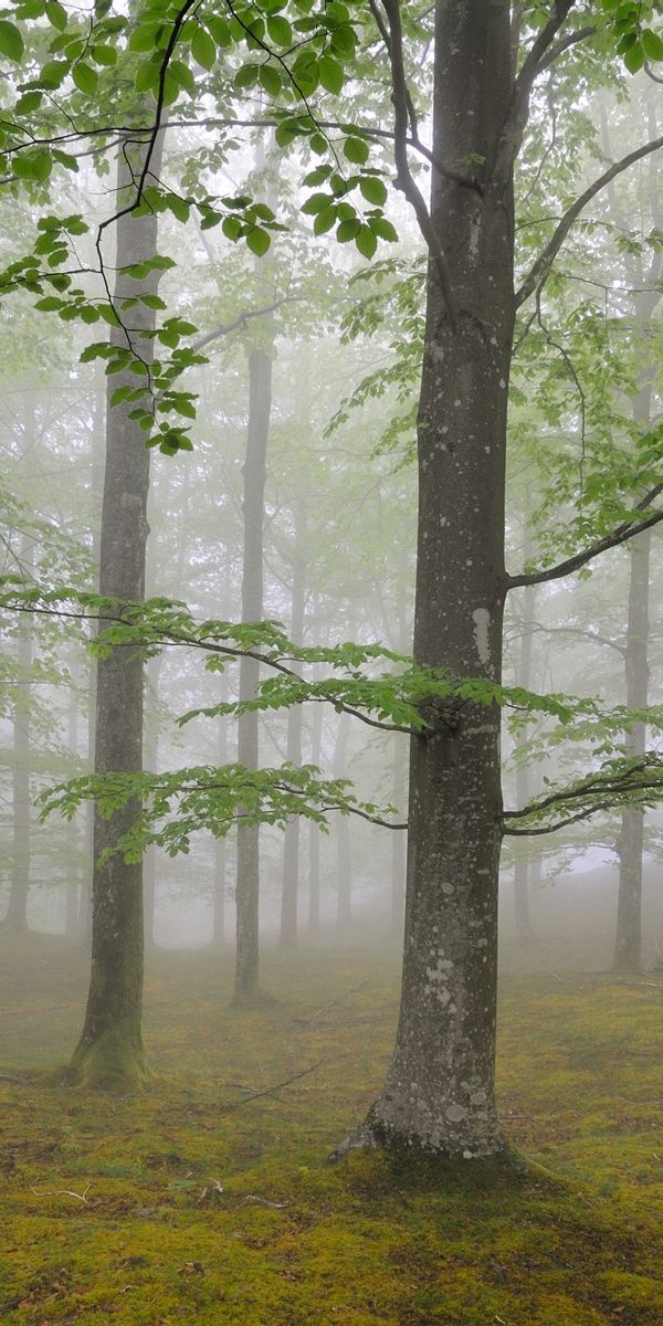 Foggy Spring Forest - A Serene Nature Escape