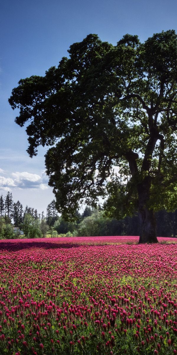 Phone wallpaper: Trees, Tree, Flower, Earth free download