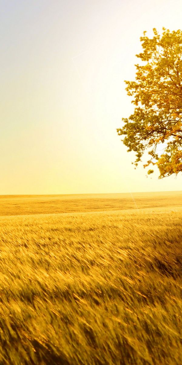 Breathtaking HD phone wallpaper featuring a solitary tree in a golden field