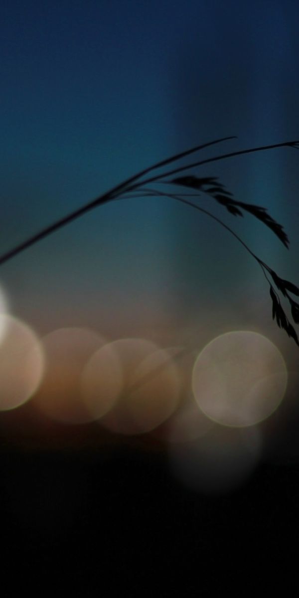 Phone wallpaper: Grass, Blur, Earth, Bokeh free download