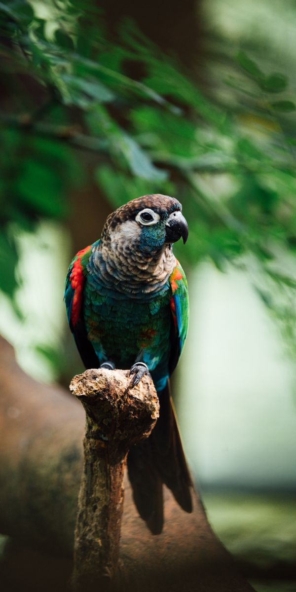 Phone wallpaper: Animals, Branch, Motley, Multicolored, Bird, Parrots free download