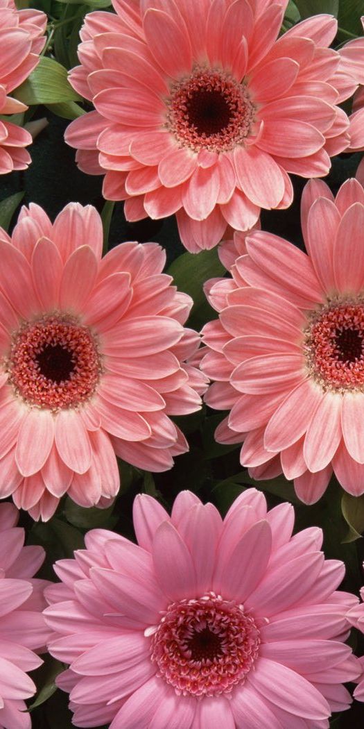 Beautiful gerbera flower wallpaper: a burst of pink for your phone