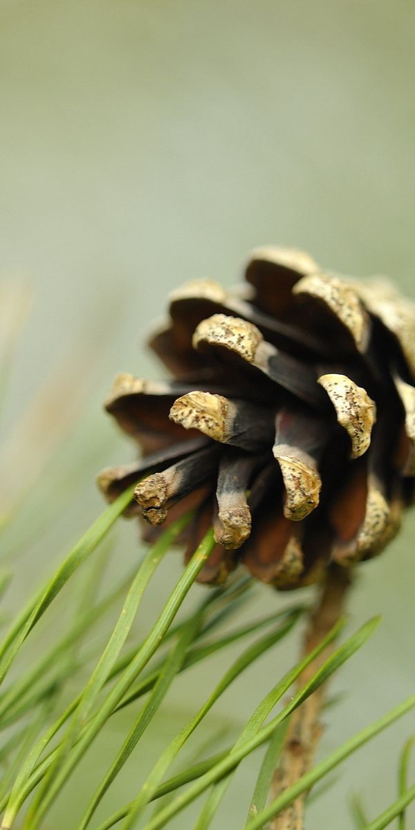 Phone wallpaper: Pine Tree, Trees, Earth free download