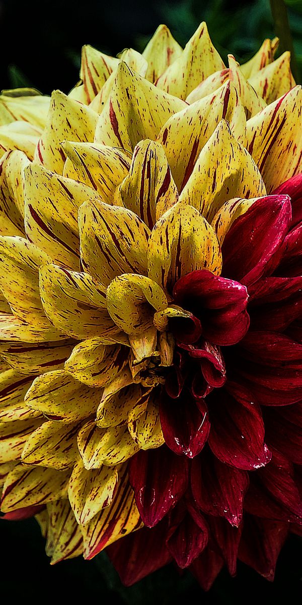 Beautiful Close-Up of Red and Yellow Dahlia Flower
