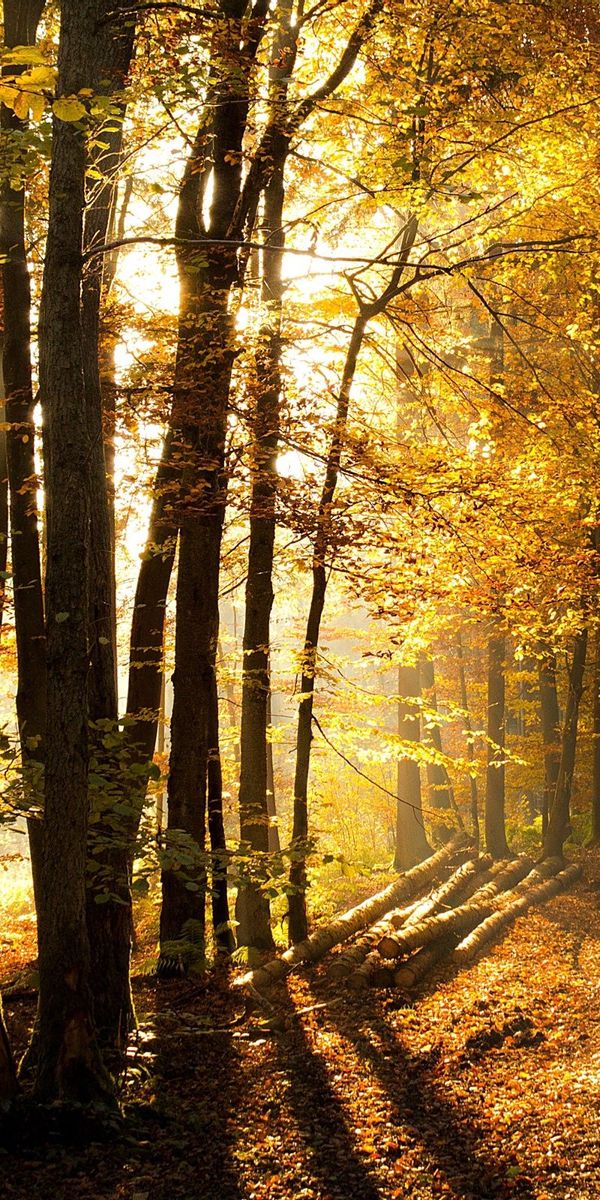 Phone wallpaper: Trees, Logs, Nature, Forest, Sunlight, Road free download