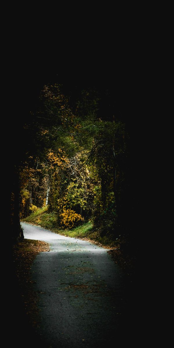 Serene phone wallpaper of a dark passageway framed by lush trees and foliage