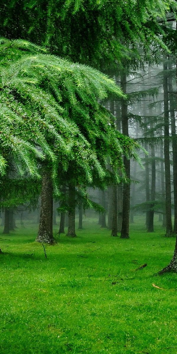 Lush Green Forest with Mist - Ideal for Phone Wallpaper