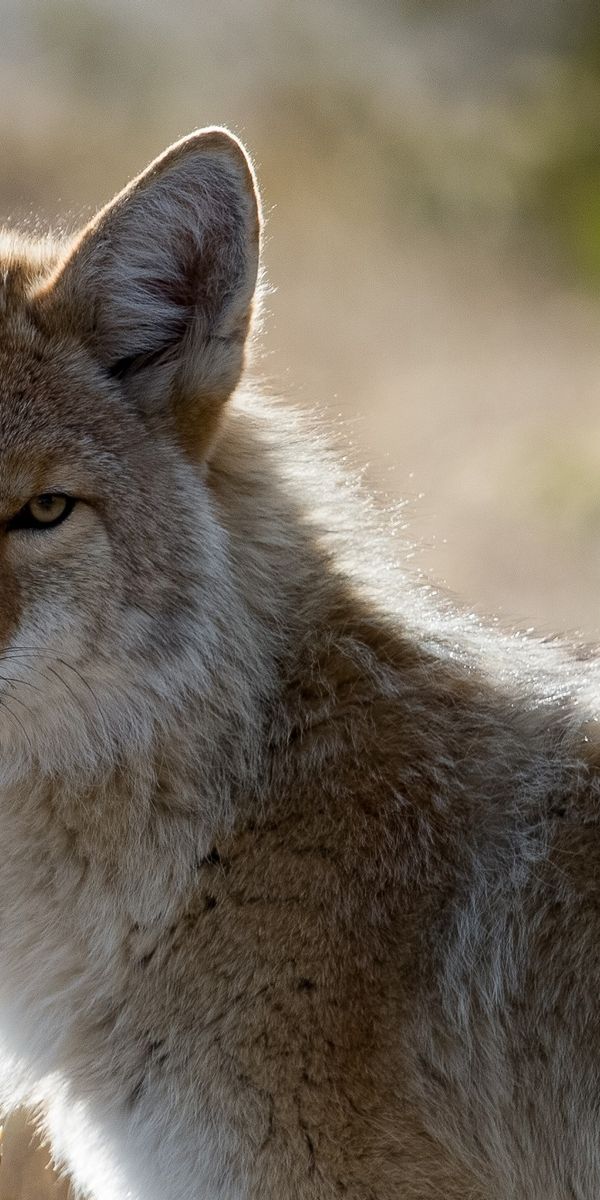 Phone wallpaper: Blur, Close Up, Animal, Coyote, Mammal, Stare, Canine free download