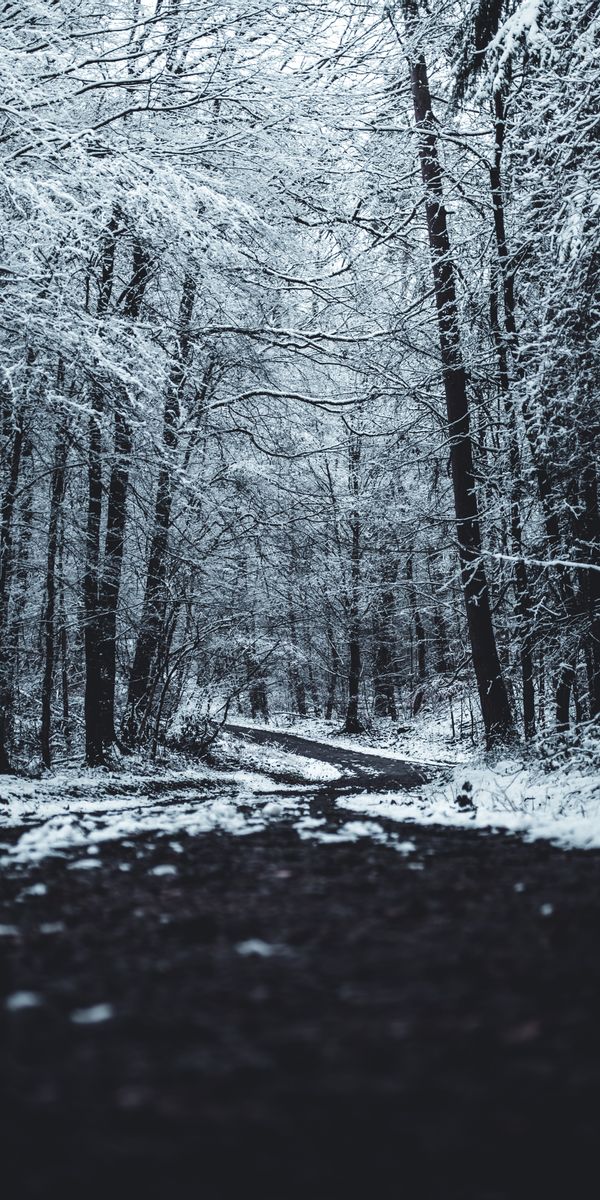 Winter Forest Path Surrounded by Snowy Trees