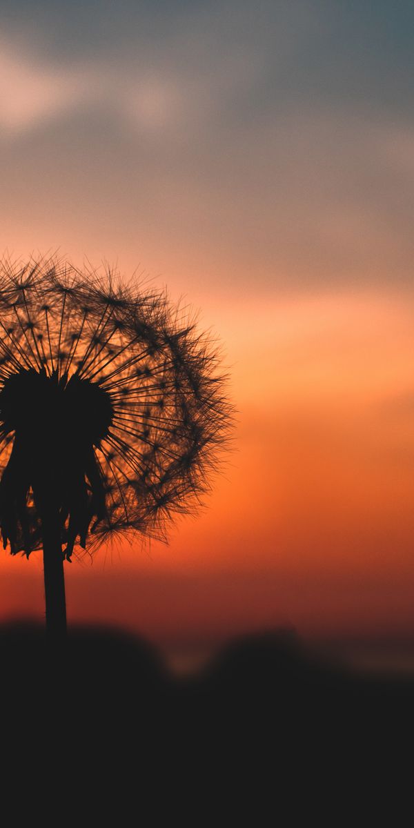 Dandelion Silhouette Wallpaper Against a Sunset