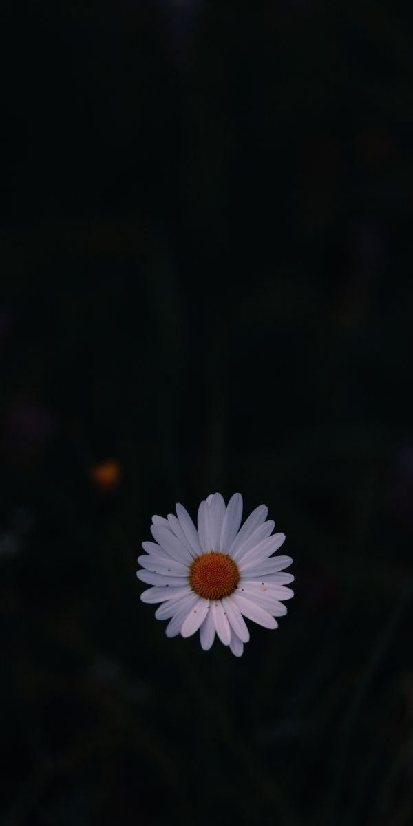 Elegant Chamomile Flower Against a Dark Background