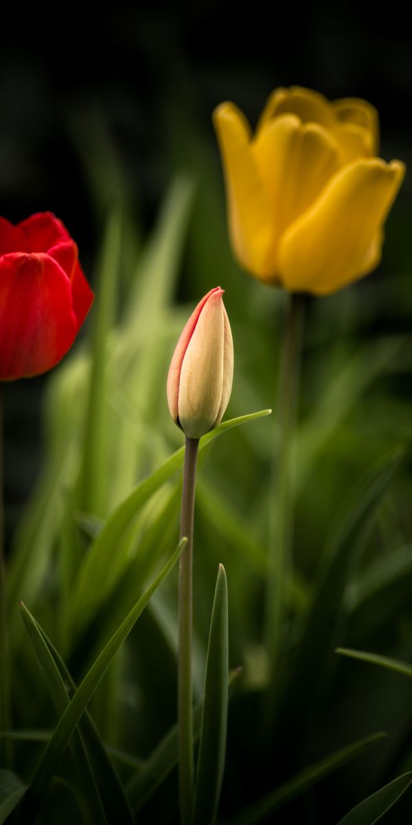Vibrant Tulip Flower Bed Wallpaper for Nature Lovers