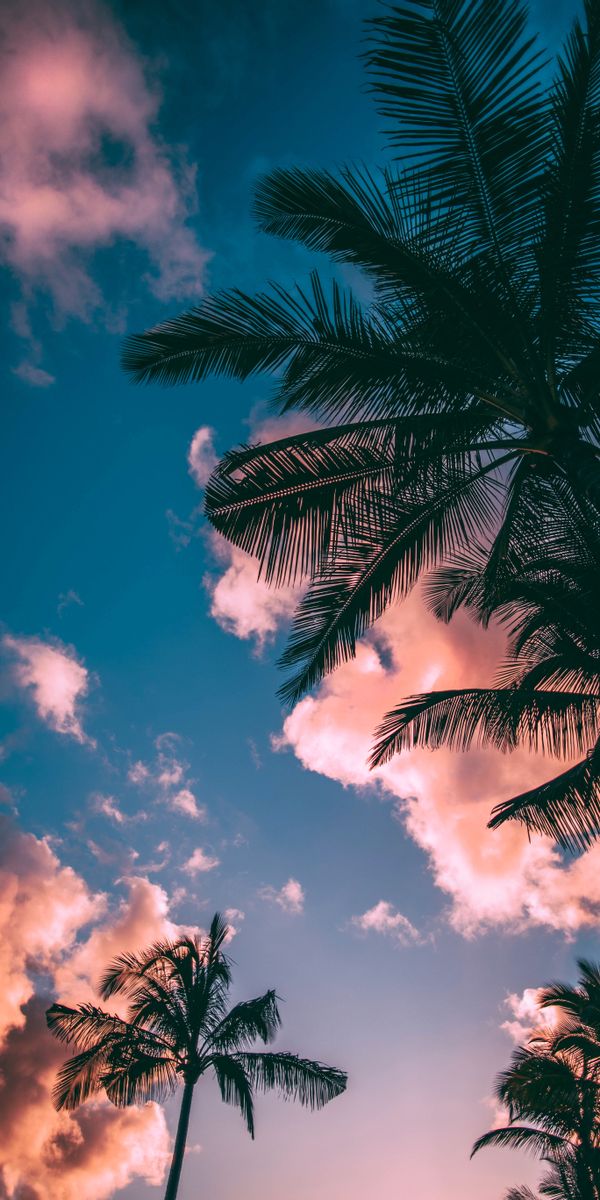 Breathtaking Sunset with Palm Trees and Colorful Clouds