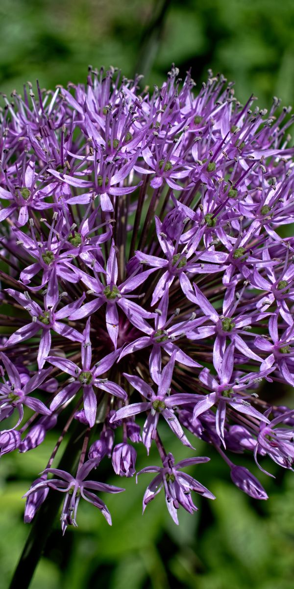 Phone wallpaper: Nature, Flower, Macro, Blur, Earth, Allium, Pink Flower free download