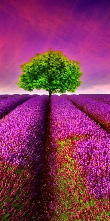 Lavender Field with a Central Tree