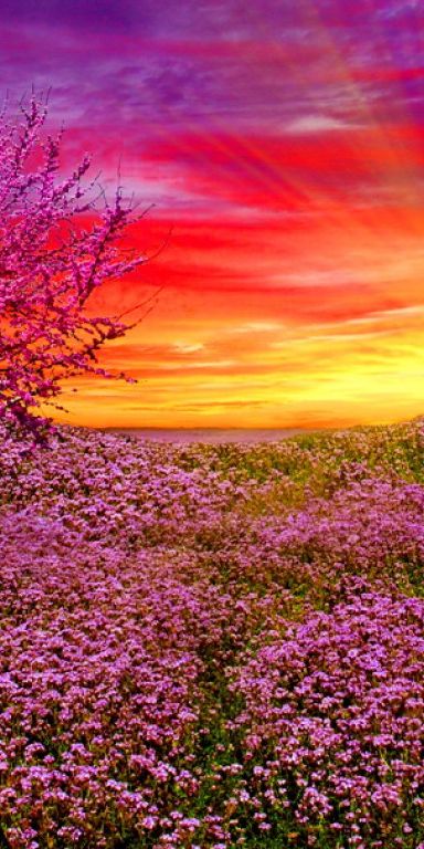 Vibrant Violet Meadow at Sunrise with Beautiful Flowers
