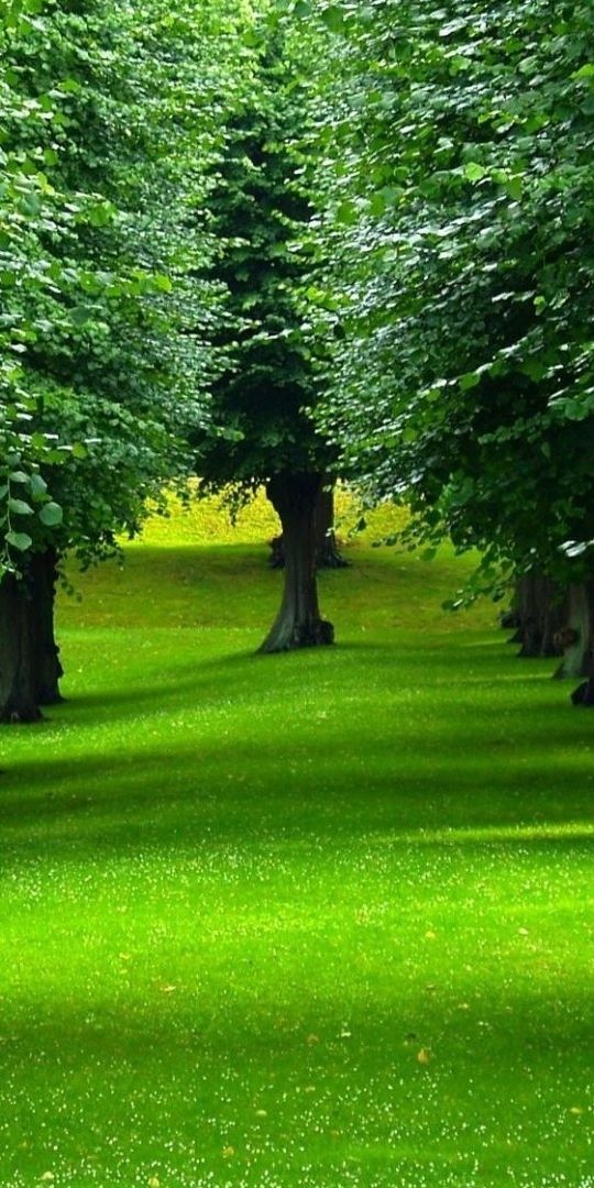 Aesthetic Aisle of Green Trees for Mobile Wallpaper